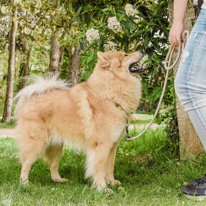 Ne&no® Tauleine für Hunde fixe Hundeleine: Sage Green / 120cm