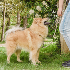 Ne&no® Tauleine für Hunde fixe Hundeleine: Sage Green / 120cm