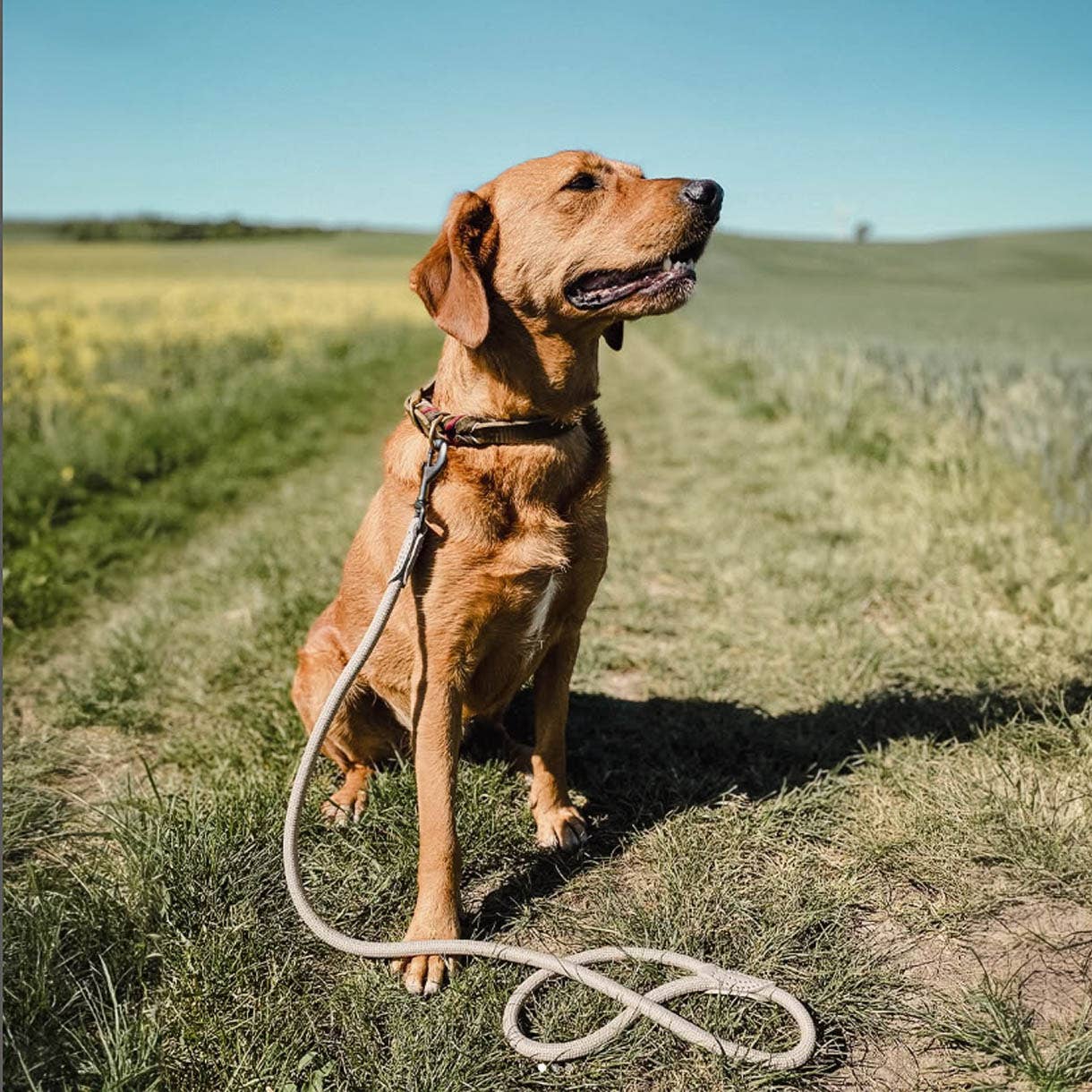Ne&no® Tauleine für Hunde fixe Hundeleine: Sage Green / 120cm