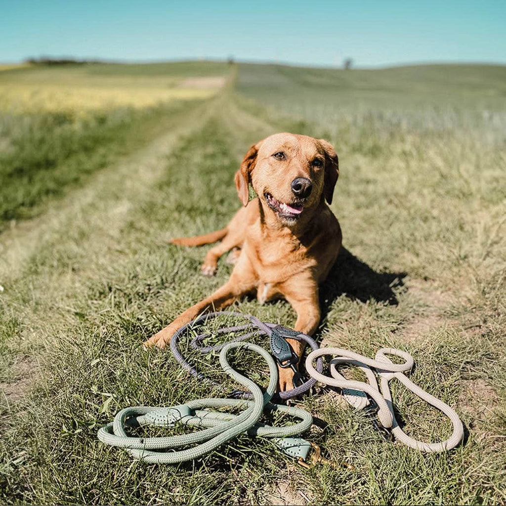 Ne&no® Tauleine für Hunde fixe Hundeleine: Sage Green / 120cm