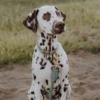 Ne&no® Tauleine für Hunde fixe Hundeleine: Sage Green / 120cm
