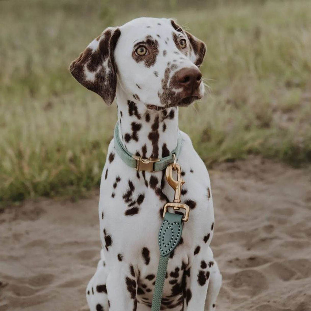 Ne&no® Tauleine für Hunde in Aqua / 170cm