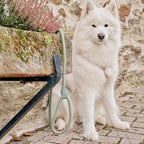 Ne&no® Tauleine für Hunde fixe Hundeleine: Sage Green / 120cm
