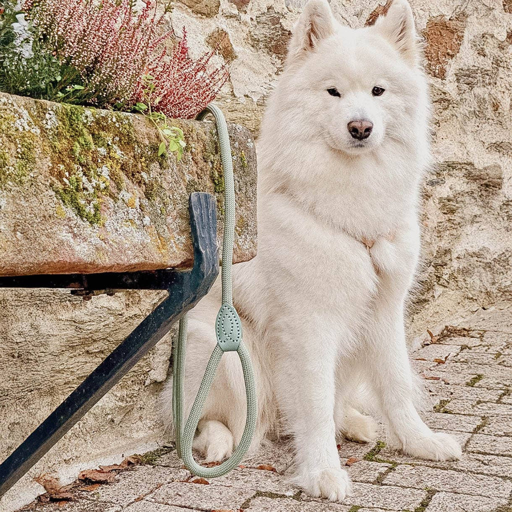 Ne&no® Tauleine für Hunde in Aqua / 170cm