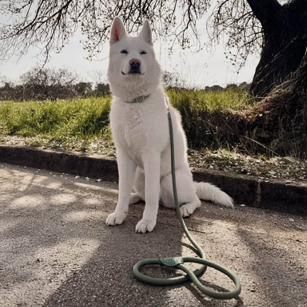 Ne&no® Tauleine für Hunde fixe Hundeleine: Sage Green / 120cm