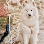 Ne&no® Tauleine für Hunde fixe Hundeleine: Sage Green / 120cm