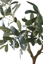 Mediterraner Olivenbaum