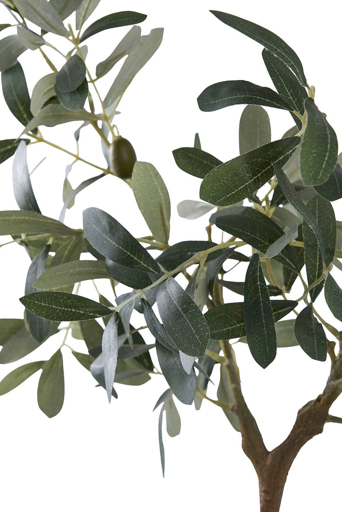 Mediterraner Olivenbaum
