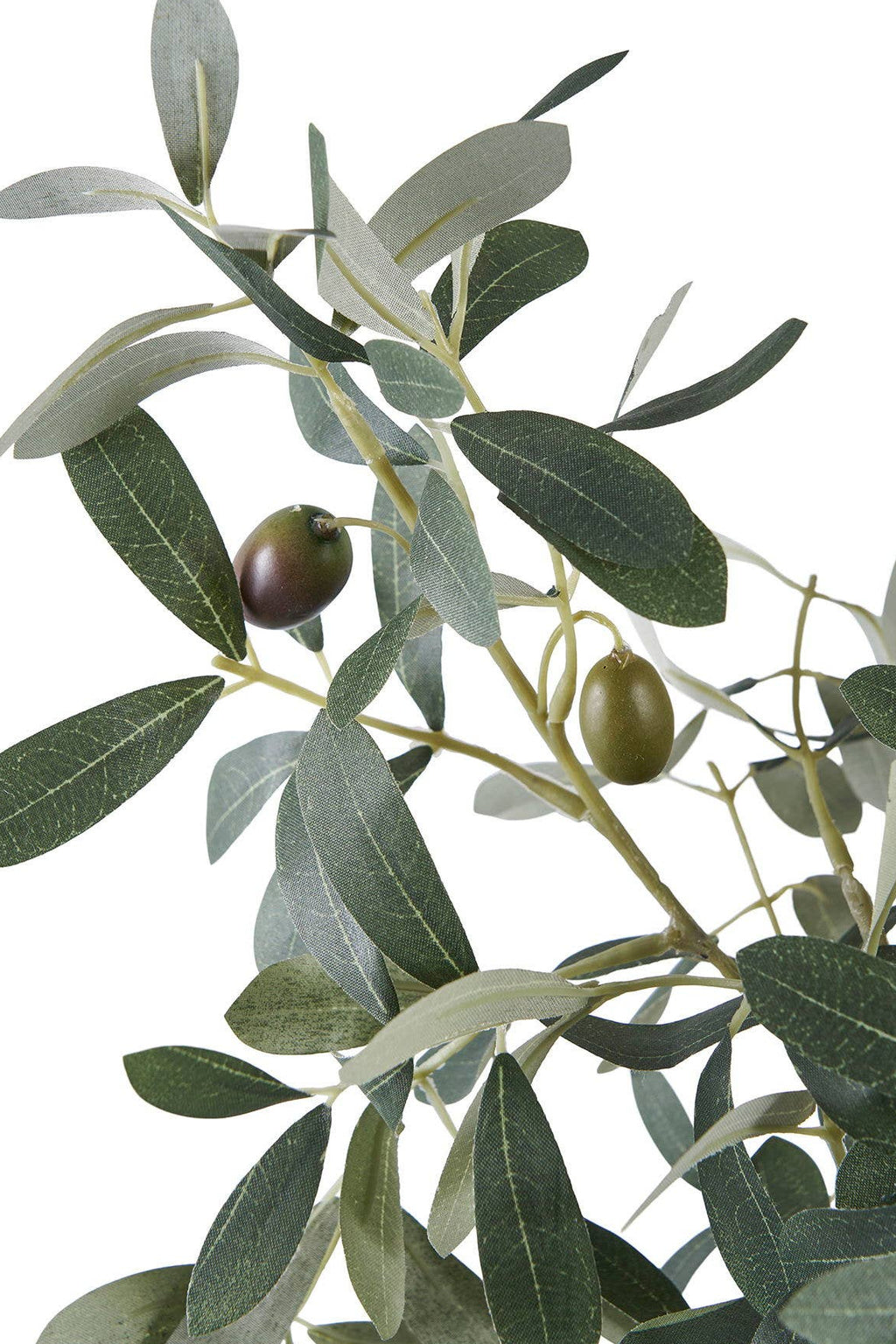 Mediterraner Olivenbaum