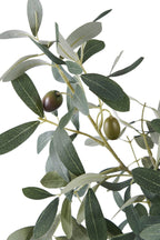 Mediterraner Olivenbaum