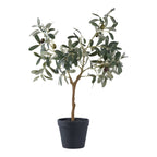Mediterraner Olivenbaum