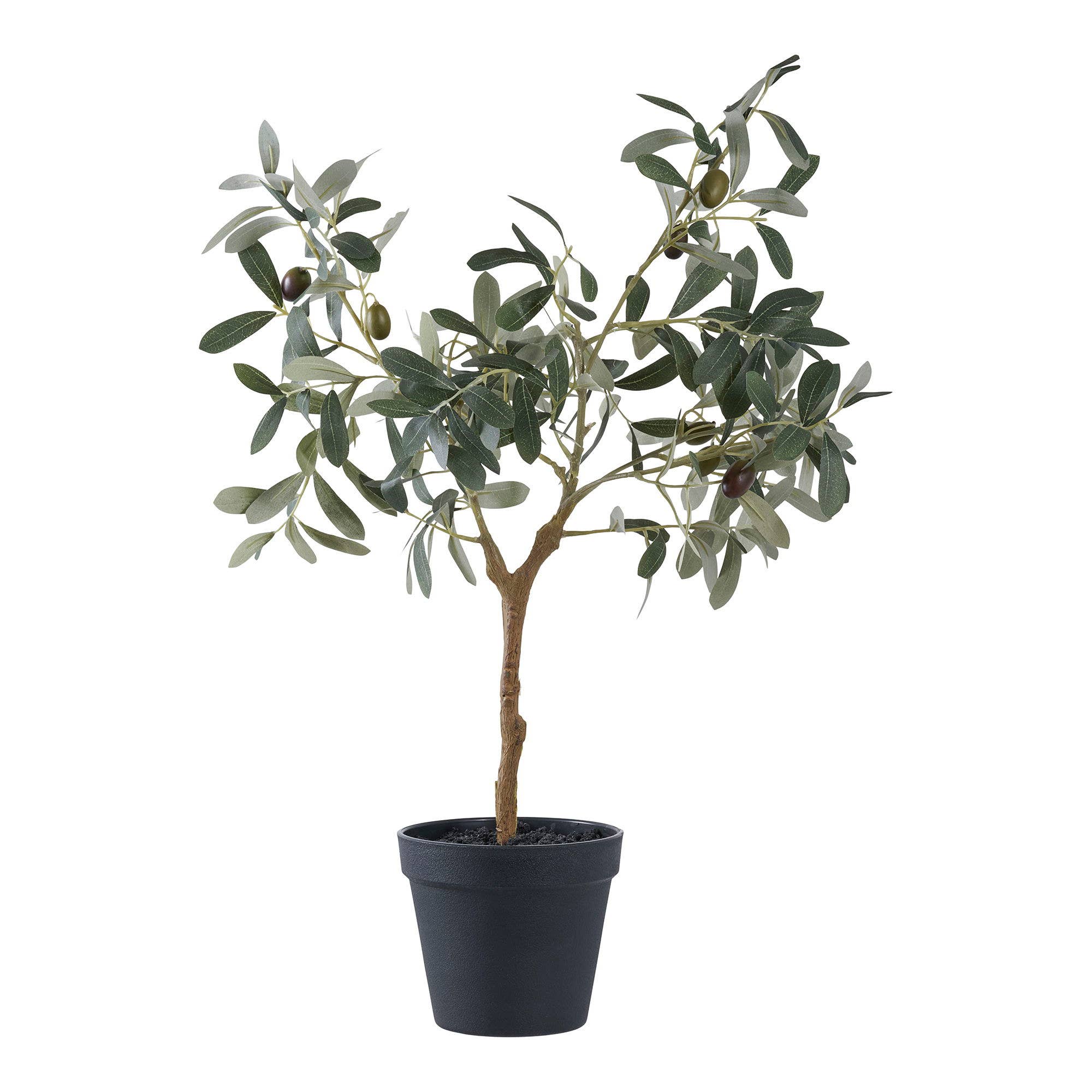 Mediterraner Olivenbaum