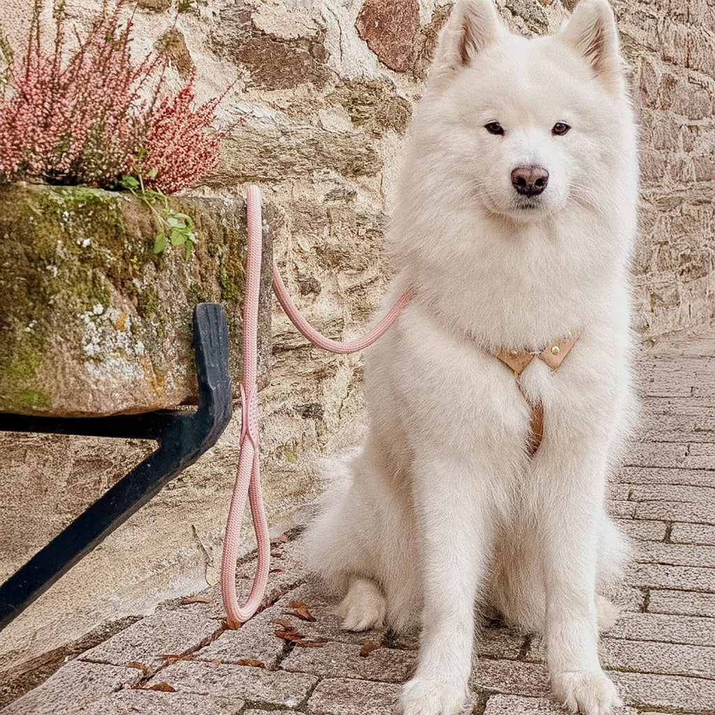 Ne&no® Tauleine für Hunde fixe Hundeleine: Sage Green / 120cm